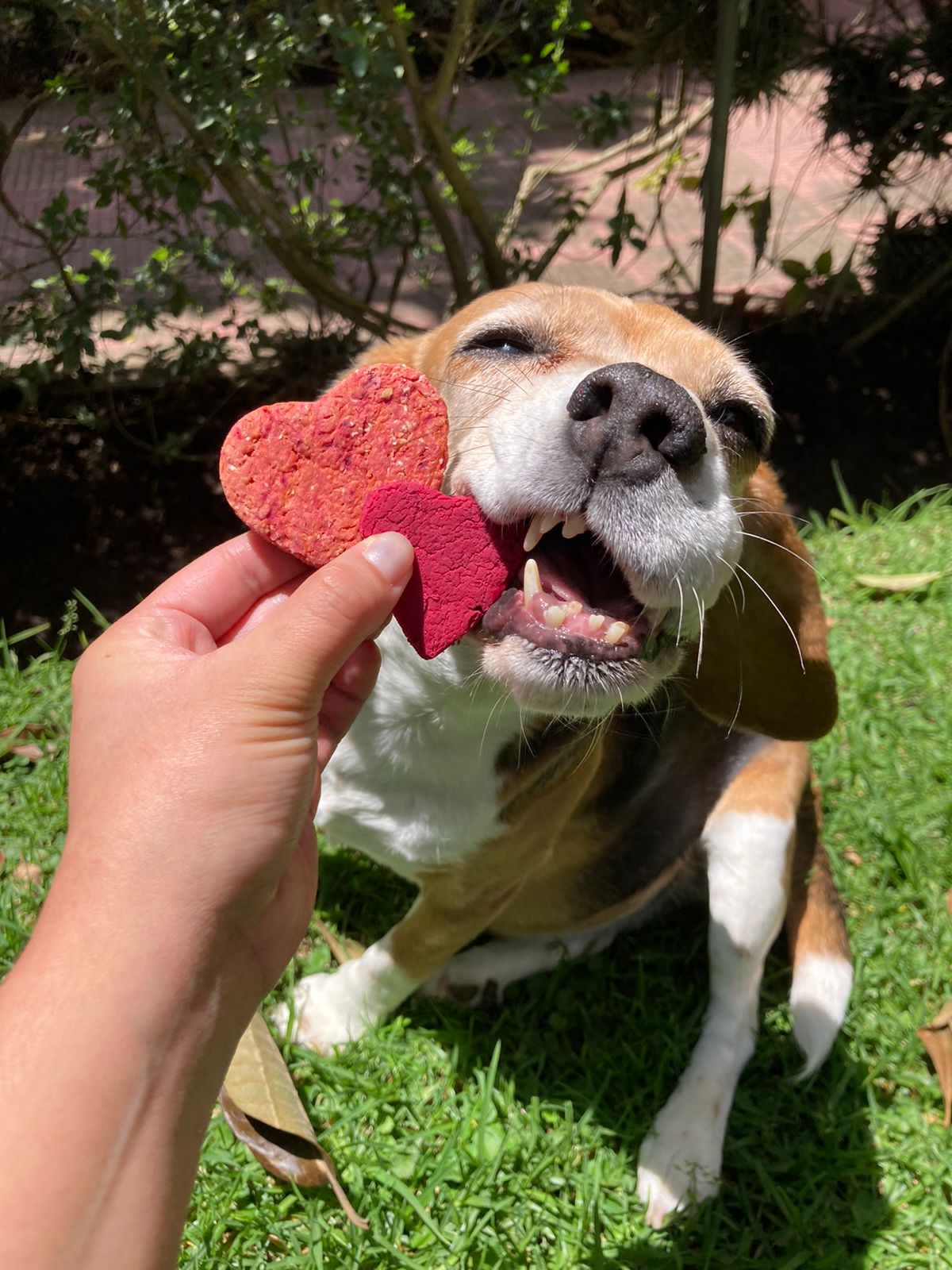 Snacks para perros