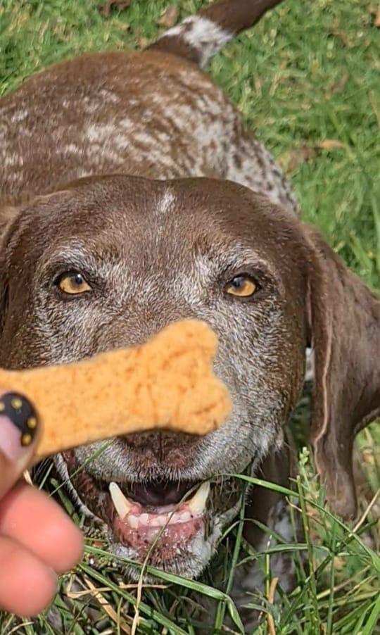 Snacks para perros