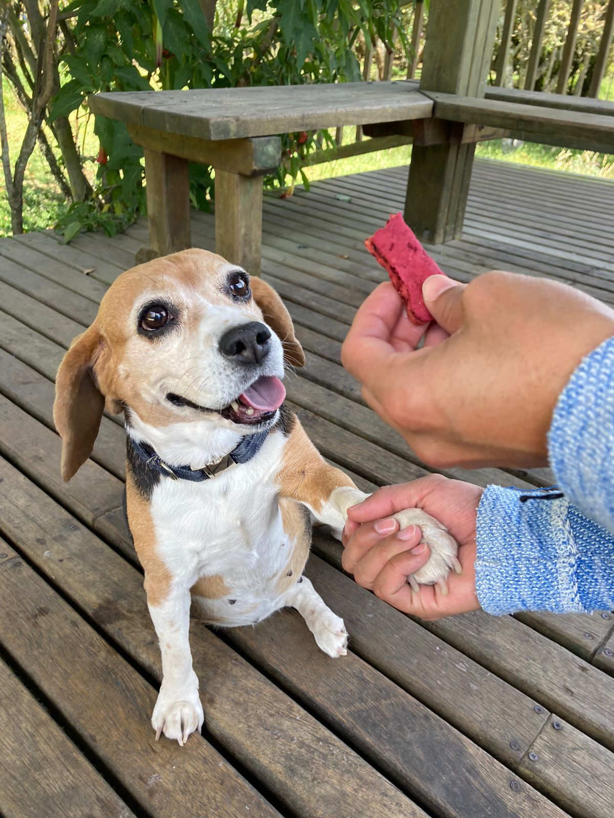 Snacks para perros