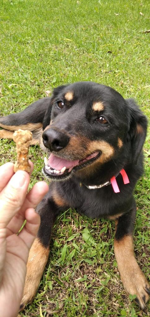 Snacks para perros