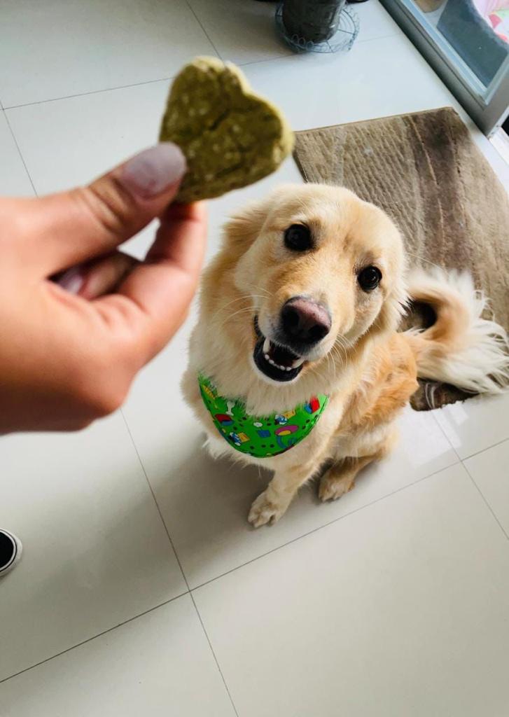 Snacks para perros